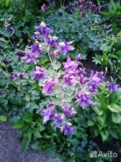 Многолетние невысокие цветы для сада