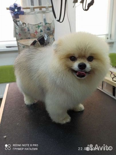 Стрижка собак и кошек