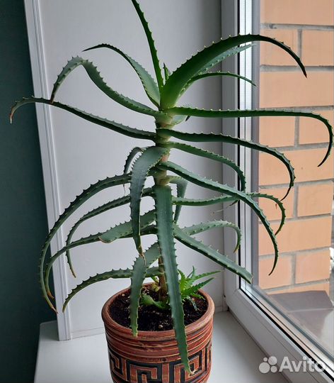 Алоэ лечебный