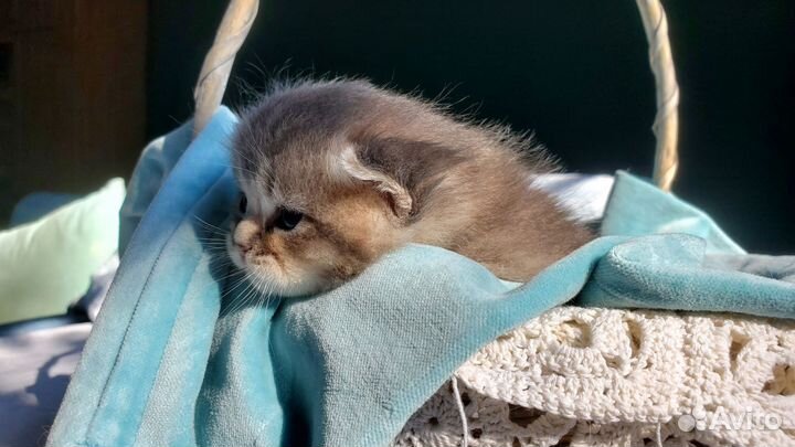 Шотландские котята