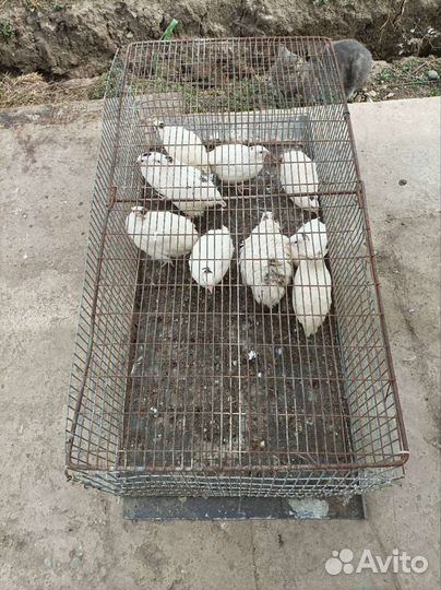 Перепелиный помет