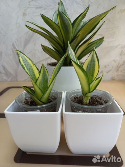 Сансевиерия ханни