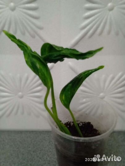 Ктенанта Е. Моррен, эпипремнумы и другие цветы