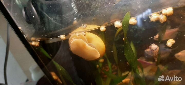 Улитки ампулярии