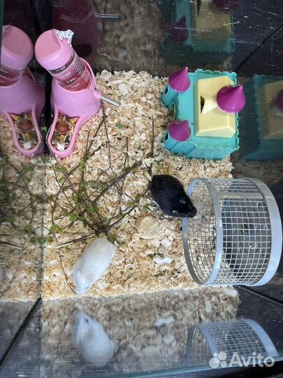 Хомяки джунгарики с аквариумом