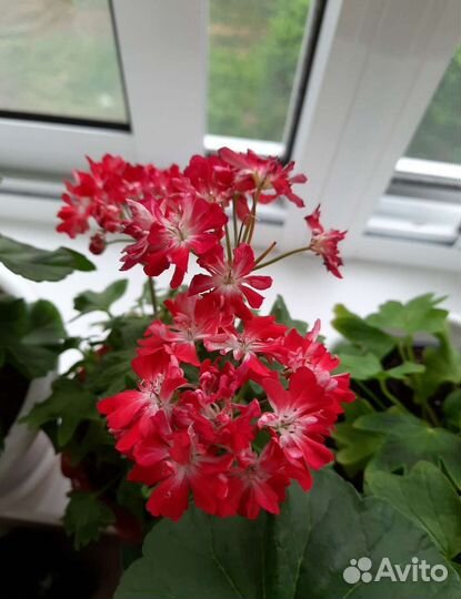 Пеларгония герань сортовая