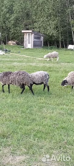 Овцы бараны
