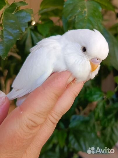 Малыши птенцы волнистики, получехи
