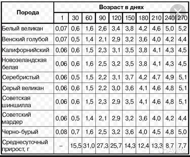 Декоративные кролики