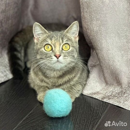 Кошки