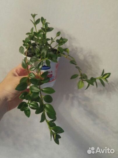 Гипоцирта Глабра / нематантус