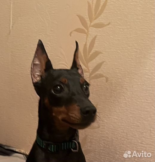 Цвергпинчер