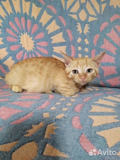 Маленький сирота Лютик ищет дом