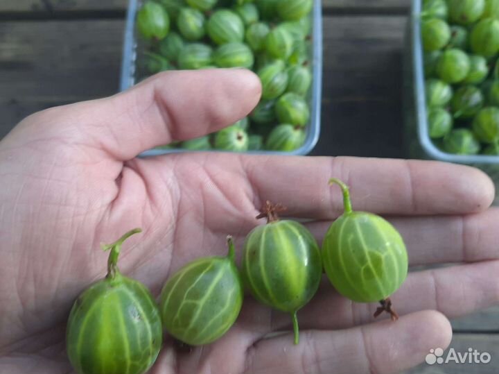 Крыжовник ягоды