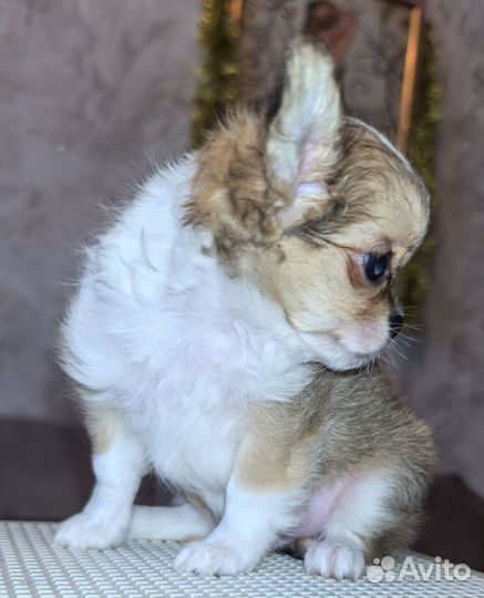 Щенки чихуахуа мини