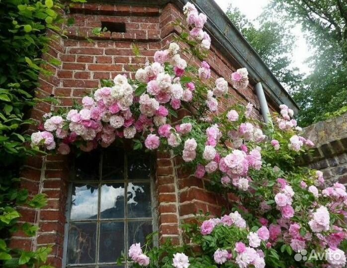 Роза вьющаяся