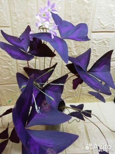 Кислицы оксалис цветущие