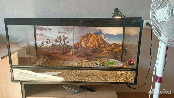 Черепаха сухопутная с террариумом