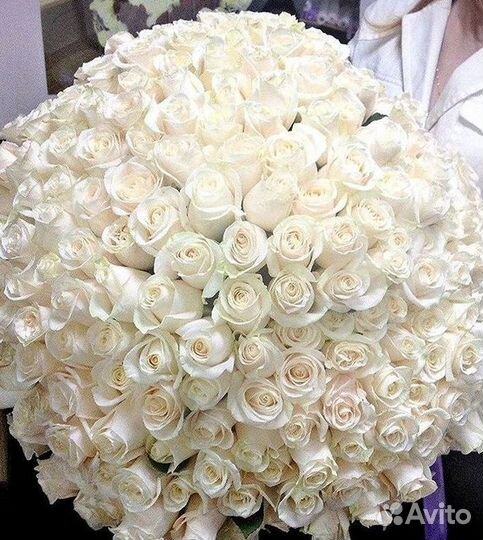 101 роза цветы букеты доставка 25 51 101 роза