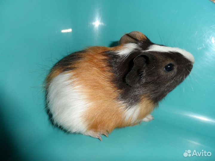 Морские свинки 1-6 месяцев