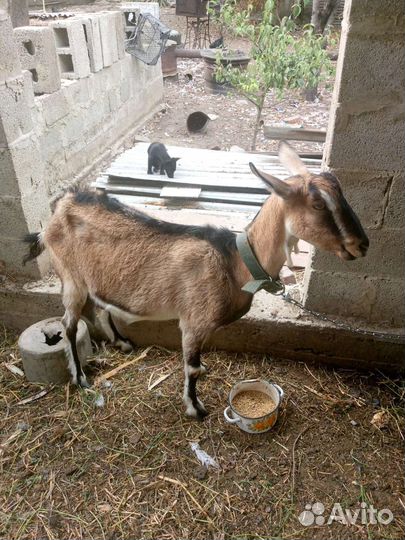 Коза дойная молочная