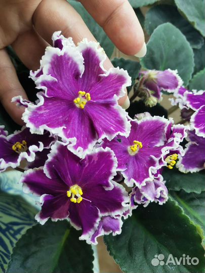 Фиалки сортовые