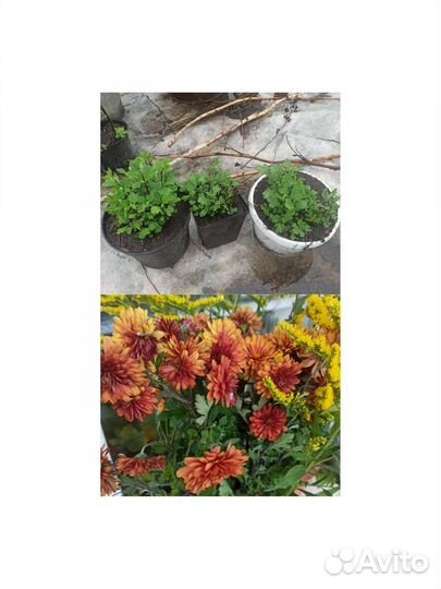 Спиреи, Многолетники