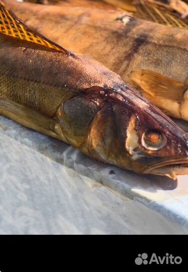 Рыба горячего копчения судак