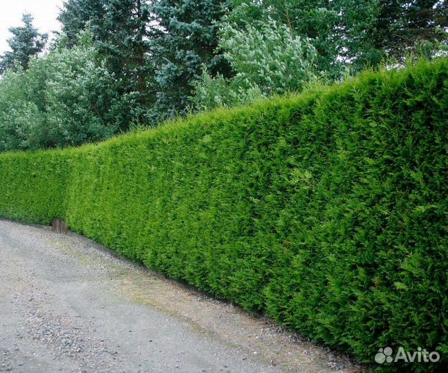 Туя западная брабант Высота от 40см