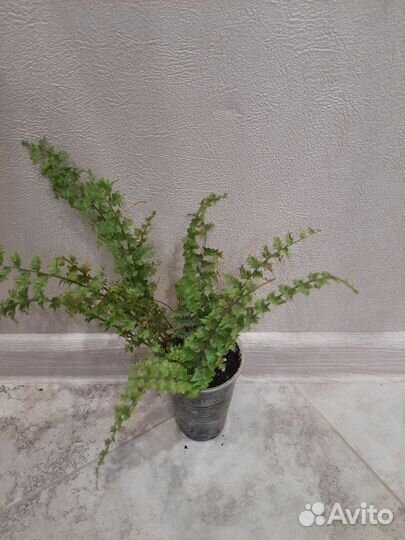 Папоротники сортовые