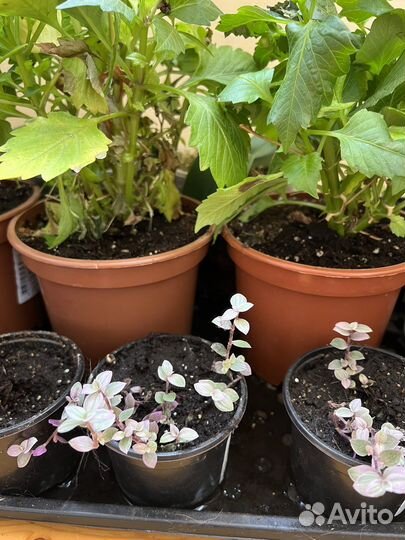 Замиокулькас,орихидеи,традесканции,мандарины