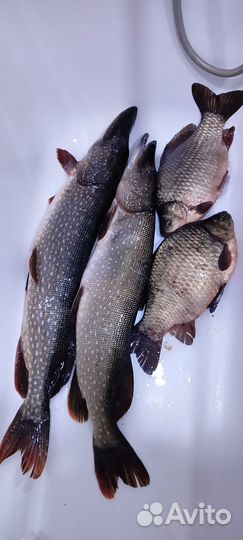 Свежая рыба