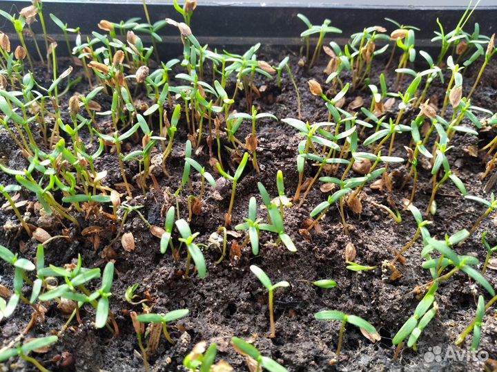 Хвойные саженцы- Туя