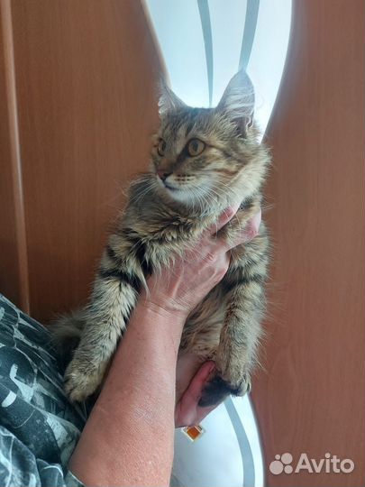 Кошечка в добрые руки
