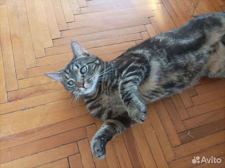 Котик Оскар. 10 месяцев. Забери меня домой