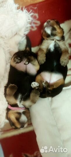 Йоркширский терьер щенки девочки стандарт