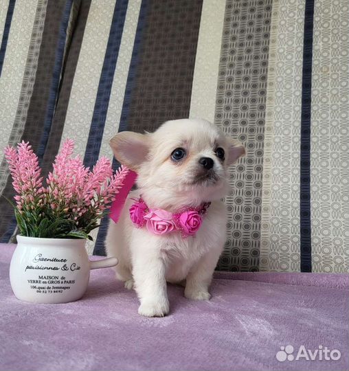 Красотка чихуа хуа