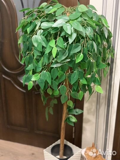 Декоративные растения