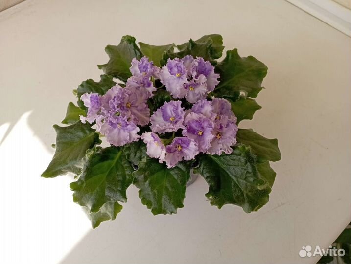 Сортовая фиалка