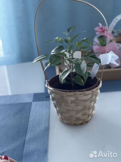 Фикус бенджамина пестролистный