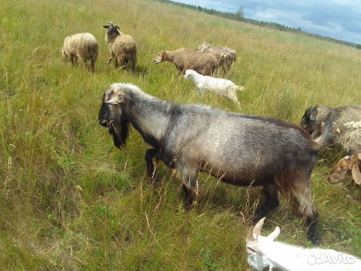 Баранчики и козлики
