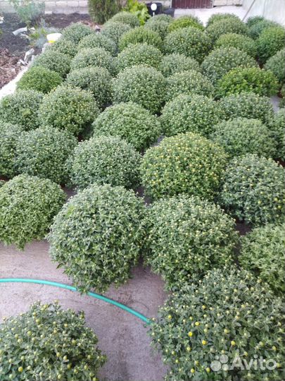 Многолетние цветы