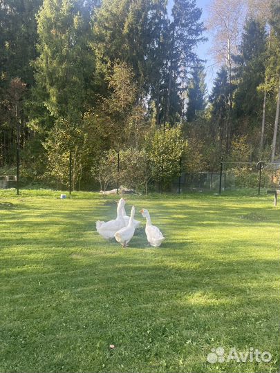 Холмогорский гусь