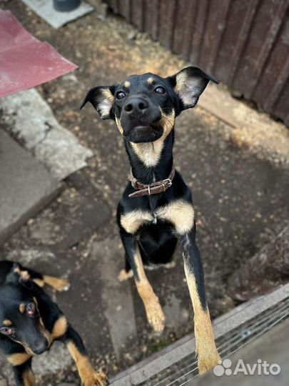 Девочка в добрые руки