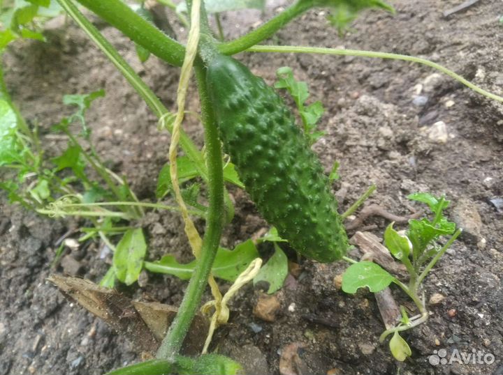 Свежая зелень прямо с грядки