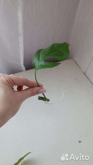 Рафидофора (монстера минима)