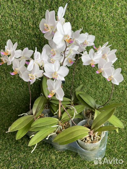 Орхидея Хатуюки