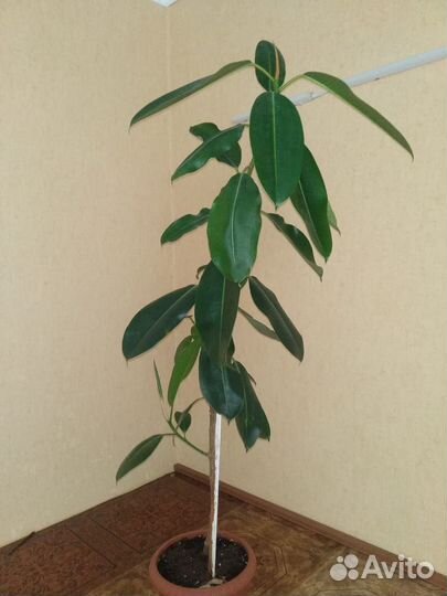 Фикус бенджамина большой