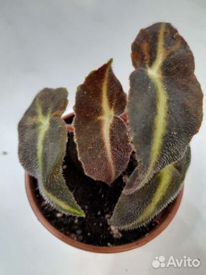 Комнатные растения 1