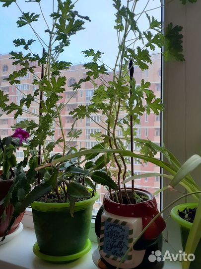 Герань душистая